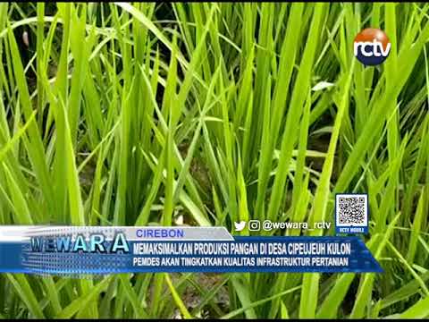 Memaksimalkan Produksi Pangan di Desa Cipeujeuh Kulon