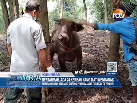 Bertambah, Ada 24 Kerbau yang Mati Mendadak