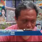 Tanaman Daun Kucai