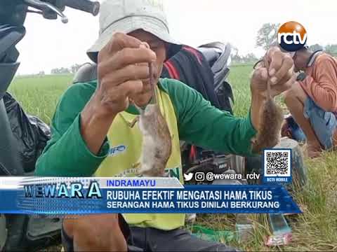 Rubuha Efektif Mengatasi Hama Tikus