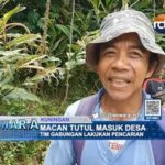 Macan Tutul Masuk Desa