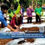 Pisang Cavendish Jadi Magnet Baru Desa Cilaja