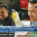 BTNGC Kirim Macan Betina Bernama Rasi