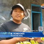 Pengaruh Musim Hujan pada Pertumbuhan Pertanian Sayur