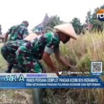 Panen Perdana Demplot Pangan Kodim 0616 Indramayu