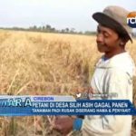 Petani Di Desa Silih Asih Gagal Panen