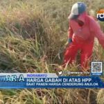 Harga Gabah Di Atas HPP