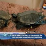 Dorong Peningkatan Populasi Kura-Kura Belawa