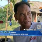 400 Peserta Ikut Gelaran Lomba Kicau Burung