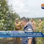 Desa Geresik Kembangkan Sentra Jambu Kristal