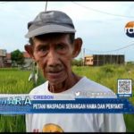 Petani Waspadai Serangan Hama dan Penyakit