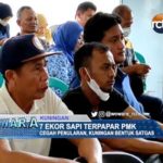 7 Ekor Sapi Terpapar PMK