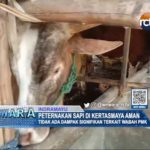 Peternakan Sapi di Kertasmaya Aman