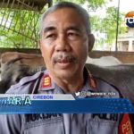 Peternak Tak Datangkan Sapi dari Luar Daerah