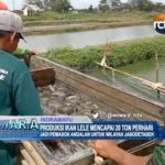 Produksi Ikan Lele Mencapai 20 Ton Perhari