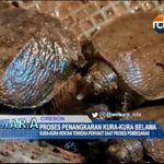 Proses Penangkaran Kura-Kura Belawa