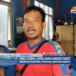 King Cobra Lepas dari Kardus Paket