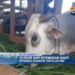 10 Ekor Sapi Ditemukan Sakit