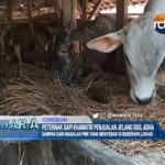 Peternak Sapi Khawatir Penjualan Jelang Idul Adha