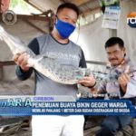 Penemuan Buaya Bikin Geger Warga