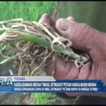 Harga Bawang Merah Tinggi, Ditingkat Petani Harga Masih Murah