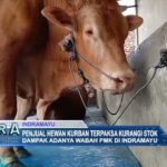 Penjual Hewan Kurban Terpaksa Kurangi Stok