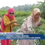 Harga Cabai Mahal