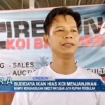 Budidaya Ikan Hias Koi Menjanjikan