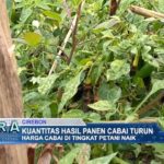 Kuantitas Hasil Panen Cabai Turun