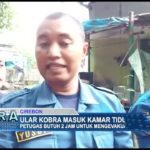 Ular Kobra Masuk Kamar Tidur