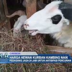 Harga Hewan Kurban Kambing Naik