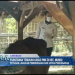 Puskeswan Temukan Kasus PMK di Kec. Mundu