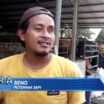 Peternak Sapi Beri Tambahan Vitamin Mandiri