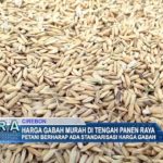 Harga Gabah Murah di Tengah Panen Raya