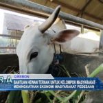 Bantuan Hewan Ternak Untuk Kelompok Masyarakat