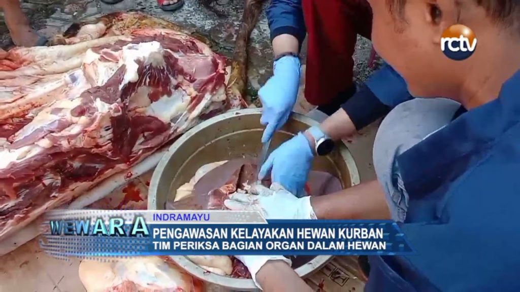 Pengawasan Kelayakan Hewan Kurban