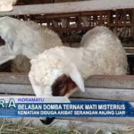 Belasan Domba Ternak Mati Misterius