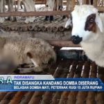 Tak Disangka Kandang Domba Diserang