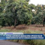 Potensi Agrowisata Mangga Desa Cipejeuh Kulon