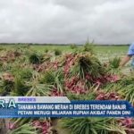 Tanaman Bawang Merah di Brebes Terendam Banjir