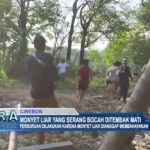 Monyet Liar yang Serang Bocah Ditembak Mati