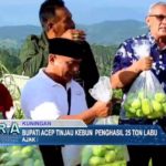 Bupati Acep Tinjau Kebun Penghasil 25 Ton Labu