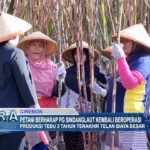 Petani Berharap PG Sindanglaut Kembali Beroperasi