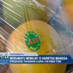 Indramayu Memiliki 13 Varietas Mangga