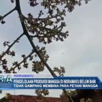 Pengelolaan Produksi Mangga di Indramayu Belum Baik