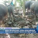 Wabah PMK Mengganas, Kerbau Bergelimpangan