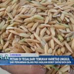 Petani di Tegalsari Temukan Varietas Unggul