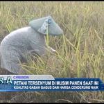 Petani Tersenyum di Musim Panen Saat Ini