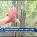 Kukang Jawa Dilepasliarkan di Gunung Ciremai