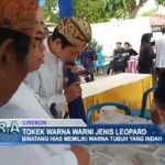 Tokek Warna Warni Jenis Leopard